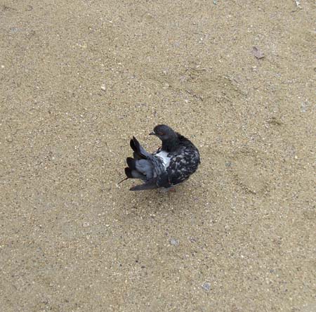 0.3.3 Eine französische Taube