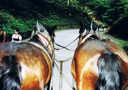 2.1 Zurück ins Dorf hat man die Qual der Wahl, zu Fuß, mit Fahrservice oder Kutsche....